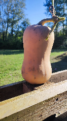 COURGE BUTTERNUT EN CONVERSION BIO 1ERE ANNEE